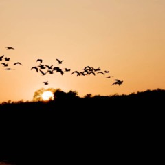 Descanso ativo que equilibra alerta cerebral e resistência física das aves. - Créditos: depositphotos.com / JTKPHOTO