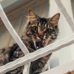 Gato demonstrando segurança ao permanecer perto da pessoa.