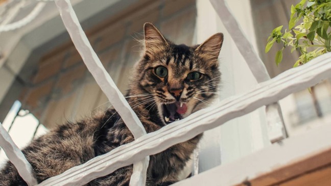 Gato demonstrando segurança ao permanecer perto da pessoa.