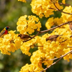 A planta que atrai pássaros e transforma qualquer jardim em refúgio natural