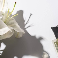 Plantas aromáticas em vasos usadas para perfumar a casa de forma natural