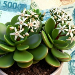 A planta que atrai dinheiro logo nos primeiros dias do ano