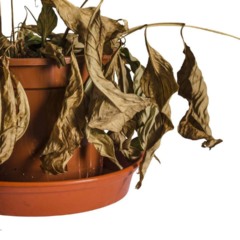 A morte da espada de São Jorge pode ter vários significados.