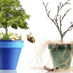 Mesmo regando sempre, muitas plantas não resistem ao ambiente errado