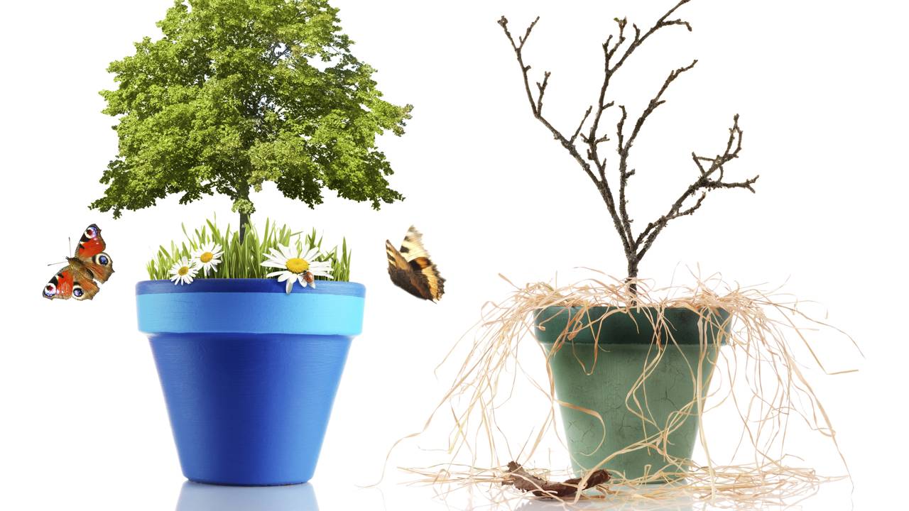 Regar sempre não salva plantas quando luz e vaso estão errado