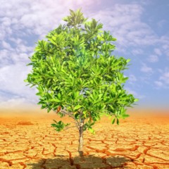 Observar folhas e solo é essencial para corrigir sinais de estresse