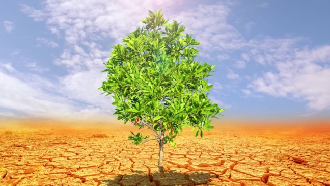 Observar folhas e solo é essencial para corrigir sinais de estresse