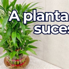 A planta que atrai sucesso profissional já no mês de janeiro