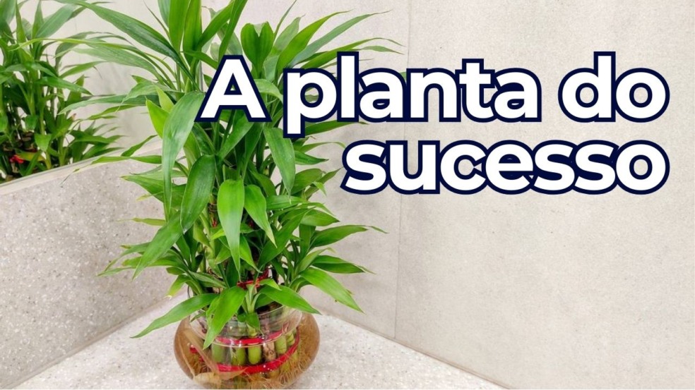 A planta que atrai sucesso profissional já no mês de janeiro A planta que atrai sucesso profissional já no mês de janeiro