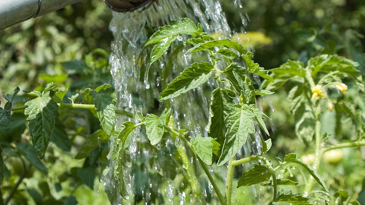 Substrato bem drenado permite a sa&iacute;da do excesso de &aacute;gua do vaso.