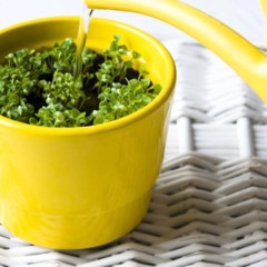 Regador direcionado ao solo de plantas em vasos evitando molhar as folhas.