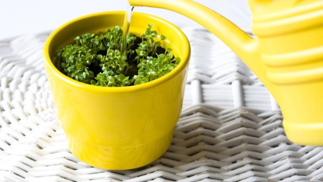 Regador direcionado ao solo de plantas em vasos evitando molhar as folhas.