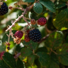 Outro ponto relevante é a escolha entre plantar em vaso ou diretamente no solo - Créditos: depositphotos.com / anuskiserrano