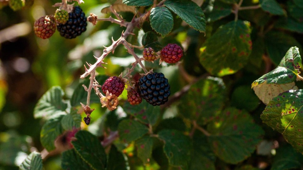 Outro ponto relevante é a escolha entre plantar em vaso ou diretamente no solo - Créditos: depositphotos.com / anuskiserrano Outro ponto relevante é a escolha entre plantar em vaso ou diretamente no solo - Créditos: depositphotos.com / anuskiserrano