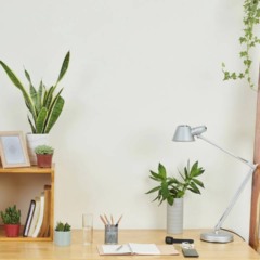 Plantas fáceis de cuidar em vasos dentro de casa, ideais para quem está começando no cultivo