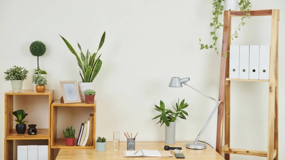 Plantas fáceis de cuidar em vasos dentro de casa, ideais para quem está começando no cultivo Plantas fáceis de cuidar em vasos dentro de casa, ideais para quem está começando no cultivo