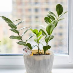 &Eacute; assim que voc&ecirc; mant&eacute;m as plantas vivas mesmo com sol forte