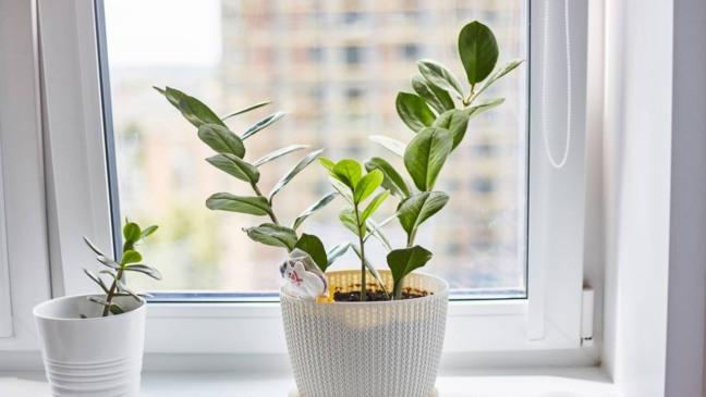 É assim que você mantém as plantas vivas mesmo com sol forte