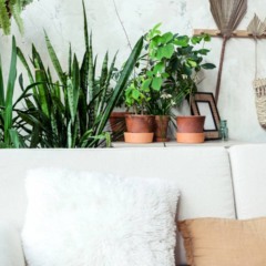 Plantas para pouca luz em sala de apartamento sem sol direto.