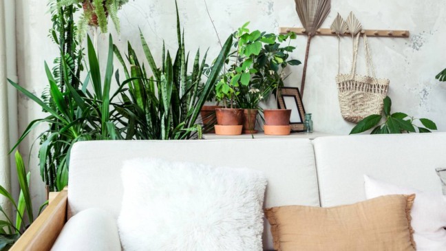 Plantas para pouca luz em sala de apartamento sem sol direto.