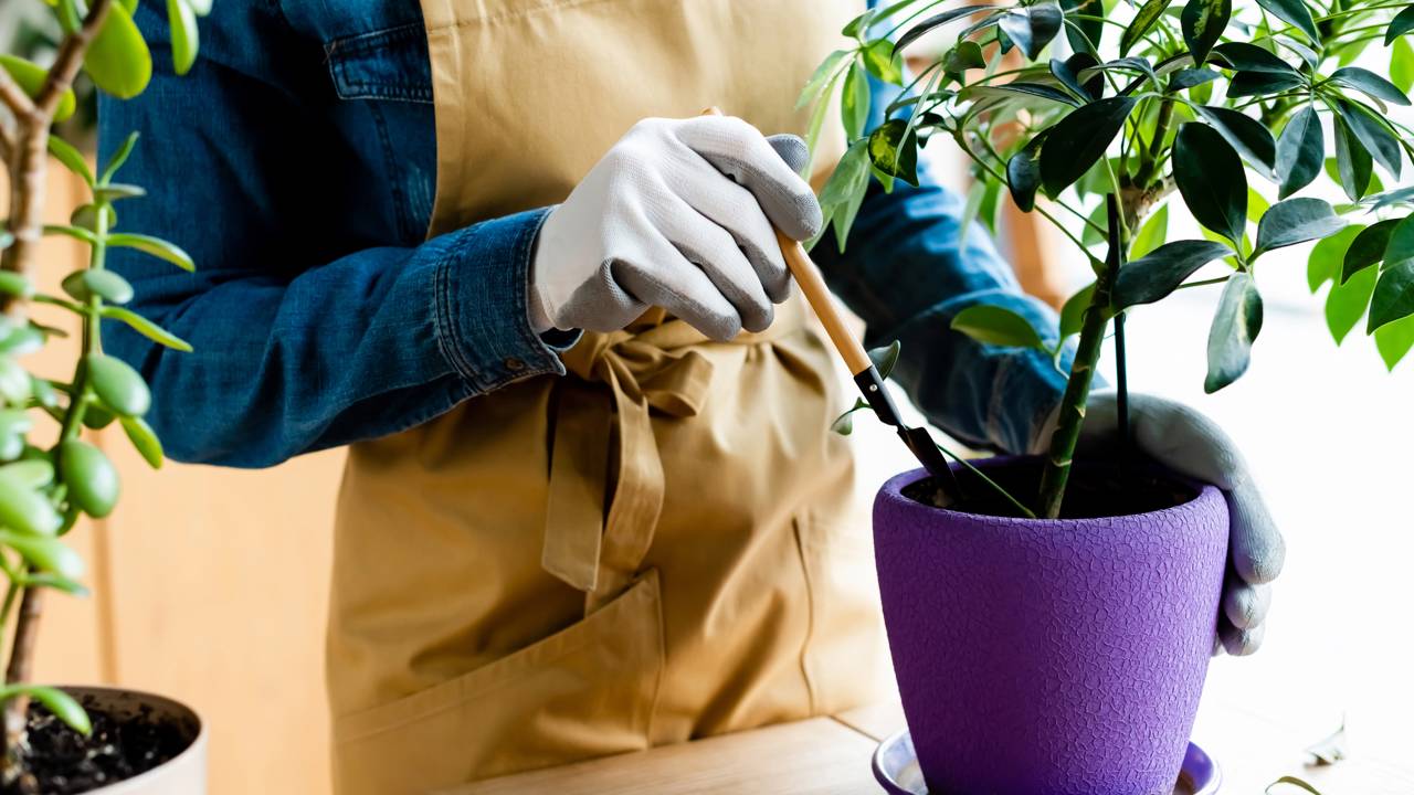 7 erros silenciosos que secam plantas, atrapalham a rega e desanimam at&eacute; quem ama cultivar