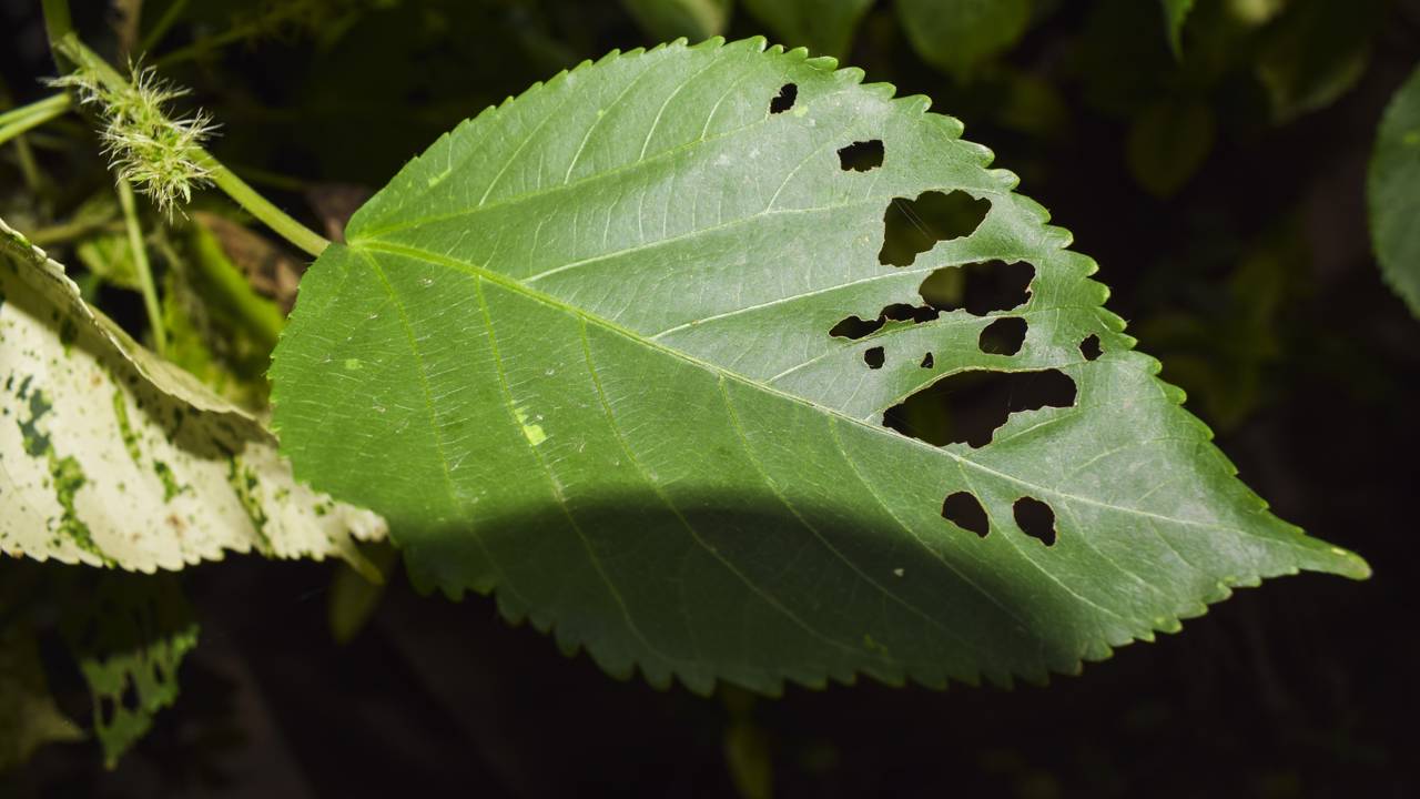 Criar o h&aacute;bito de observar as folhas ajuda a prevenir problemas maiores.