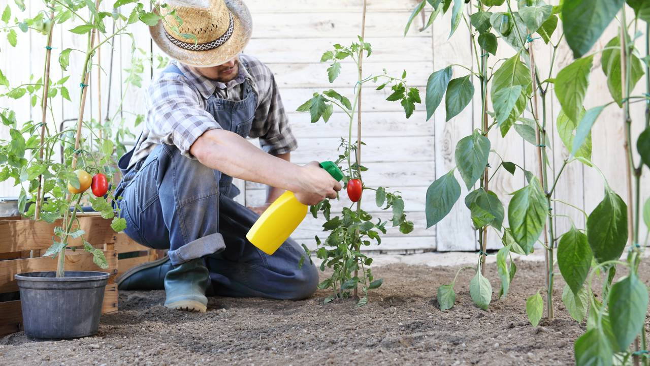 7 erros silenciosos que secam plantas, atrapalham a rega e desanimam at&eacute; quem ama cultivar