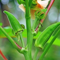 A colheita do quiabo geralmente começa entre 50 e 70 dias após o plantio - Créditos: depositphotos.com / kallumgal