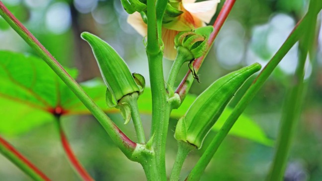 A colheita do quiabo geralmente começa entre 50 e 70 dias após o plantio - Créditos: depositphotos.com / kallumgal