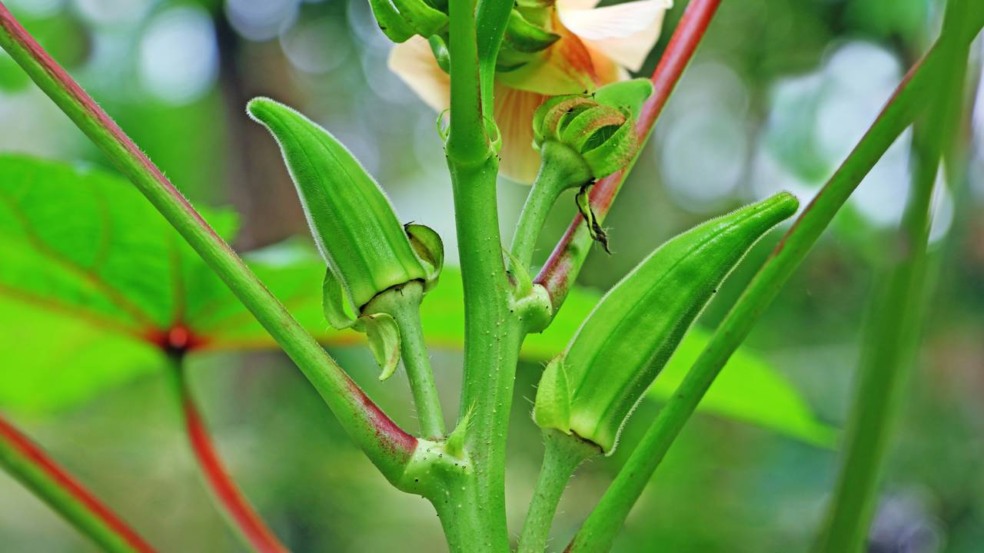 A colheita do quiabo geralmente começa entre 50 e 70 dias após o plantio - Créditos: depositphotos.com / kallumgal A colheita do quiabo geralmente começa entre 50 e 70 dias após o plantio - Créditos: depositphotos.com / kallumgal