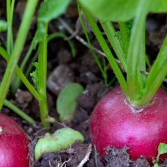 Antes de iniciar o plantio de rabanete em vasos pequenos - Créditos: depositphotos.com / swkunst