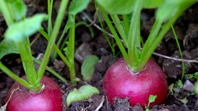 Antes de iniciar o plantio de rabanete em vasos pequenos - Créditos: depositphotos.com / swkunst