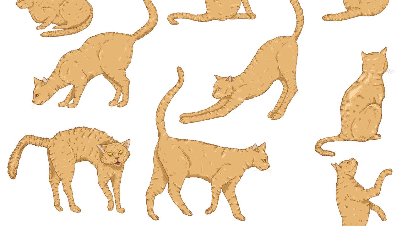 Pequenos gestos do rabo do gato ajudam a prevenir arranh&otilde;es e mordidas.