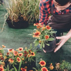 Plante essas flores em dezembro e tenha uma casa enfeitada no verão