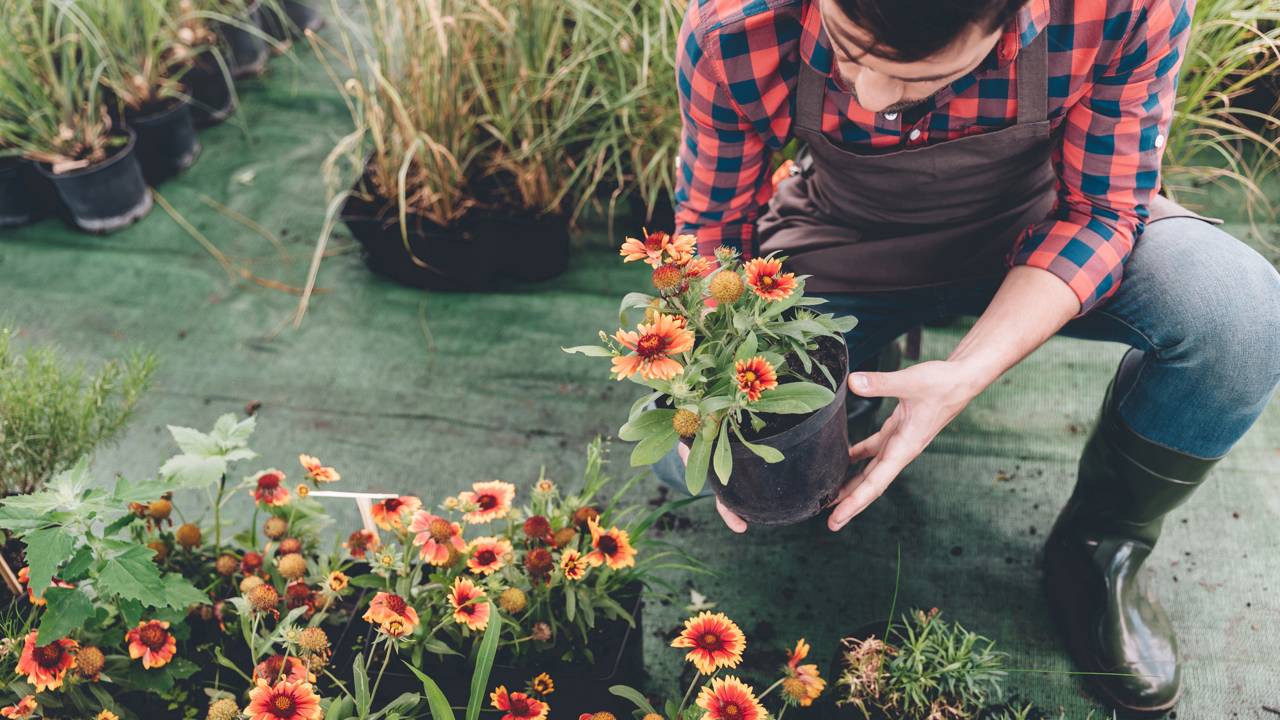 Plante essas flores em dezembro e tenha uma casa enfeitada no verão