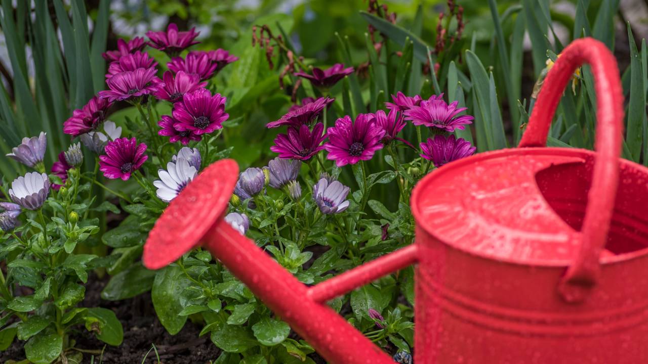 Plante essas flores em dezembro e tenha uma casa enfeitada no verão