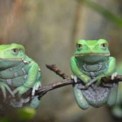 Na maioria das vezes, o som é produzido pelos machos para atrair fêmeas durante a época de acasalamento - Créditos: depositphotos.com / alex.stemmer