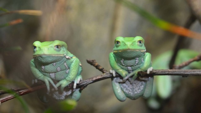 Na maioria das vezes, o som é produzido pelos machos para atrair fêmeas durante a época de acasalamento - Créditos: depositphotos.com / alex.stemmer