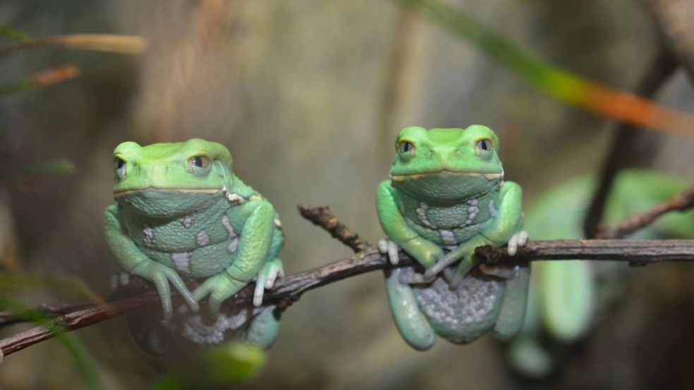 Na maioria das vezes, o som é produzido pelos machos para atrair fêmeas durante a época de acasalamento - Créditos: depositphotos.com / alex.stemmer