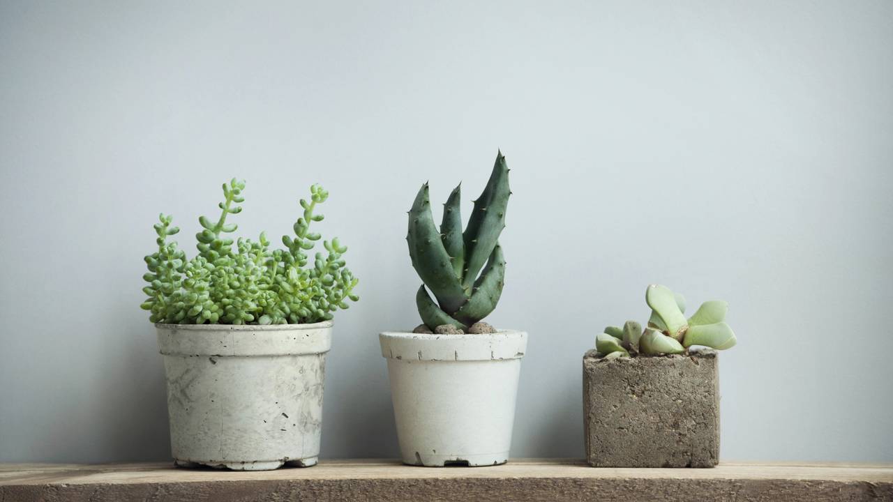 Home office pequeno com plantas sobre a mesa e prateleiras, criando um ambiente de trabalho mais organizado e acolhedor.
