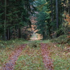 Fenômeno sensorial que conecta bactérias, terra seca e percepção humana. - Créditos: depositphotos.com / DepositTim82