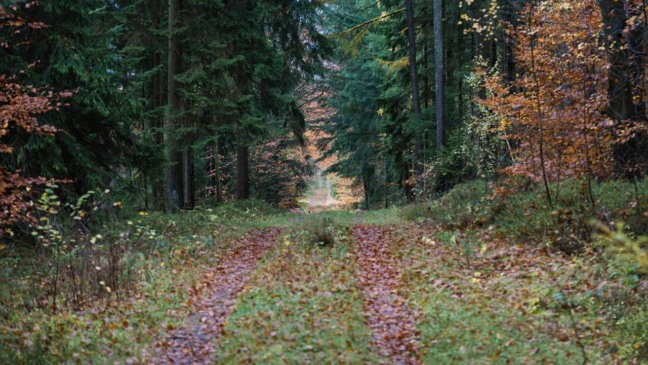 Fenômeno sensorial que conecta bactérias, terra seca e percepção humana. - Créditos: depositphotos.com / DepositTim82