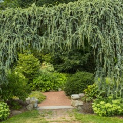 Plantas trepadeiras transformam muros comuns em painéis vivos, aproveitando o espaço vertical com folhas, flores e até abrigo para a fauna.