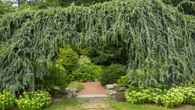 Plantas trepadeiras transformam muros comuns em painéis vivos, aproveitando o espaço vertical com folhas, flores e até abrigo para a fauna.