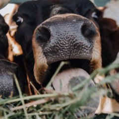 Sotaque de vaca tem por variações de entonação no mugido dentro do mesmo rebanho