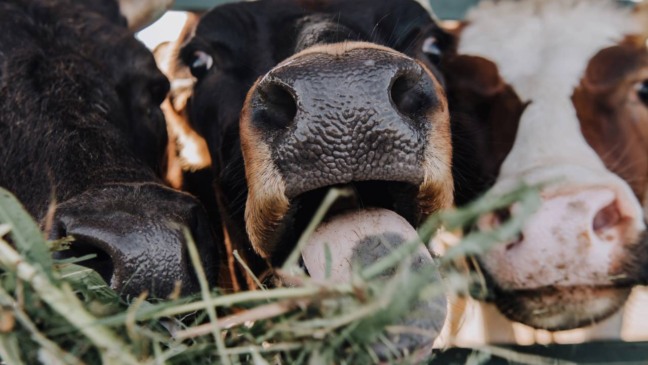 Sotaque de vaca tem por variações de entonação no mugido dentro do mesmo rebanho