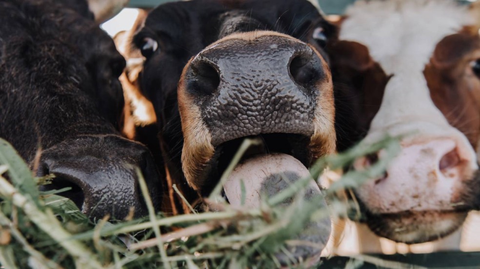 Sotaque de vaca tem por variações de entonação no mugido dentro do mesmo rebanho Sotaque de vaca tem por variações de entonação no mugido dentro do mesmo rebanho