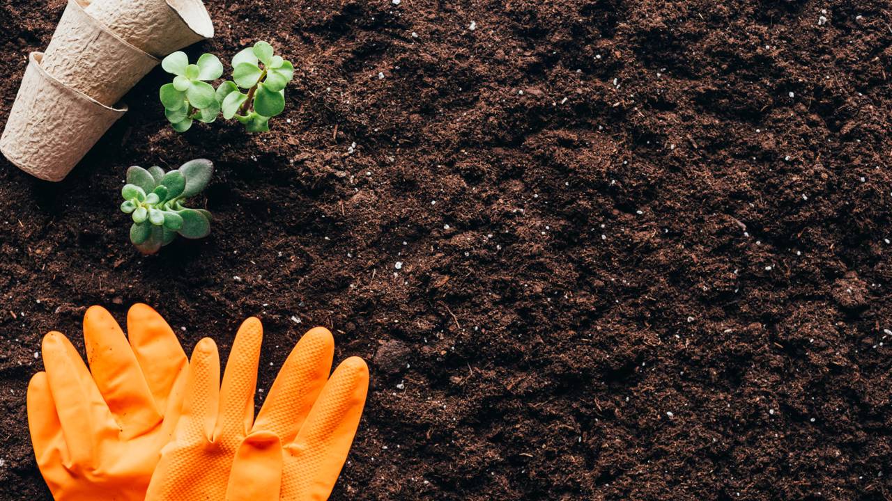 A rega frequente e equilibrada mant&eacute;m o morangueiro saud&aacute;vel em recipientes pequenos - Cr&eacute;ditos: depositphotos.com / krasyuk