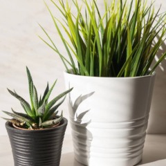 É assim que você mantém as plantas vivas mesmo com sol forte