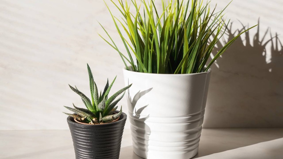 É assim que você mantém as plantas vivas mesmo com sol forte É assim que você mantém as plantas vivas mesmo com sol forte